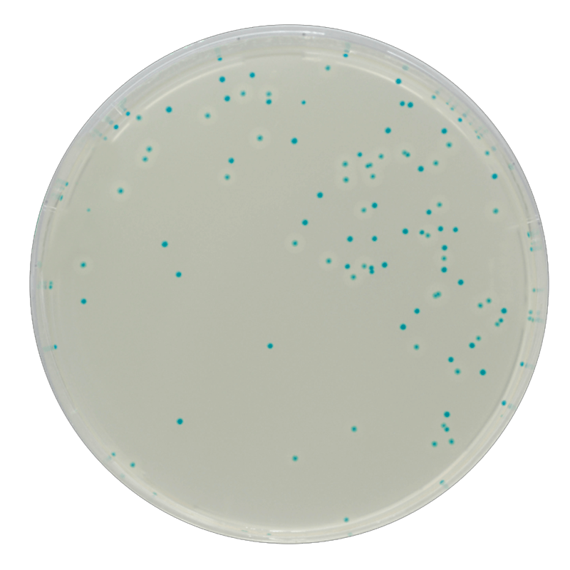 CHROMagar Listeria
